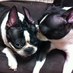 BostonterrierBrother (@iggyandpop) Twitter profile photo BostonterrierBrother (@iggyandpop) Twitter profile photo