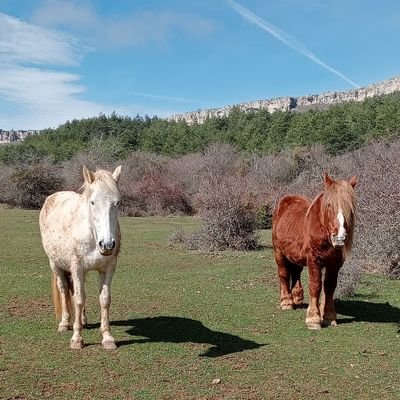 txukagasteiz's profile picture. 