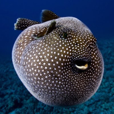 I’m a chonky fish