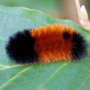 professional woolly bear. inventor of the whip and nae nae.