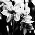𝟏𝟏𝐃𝐀𝐅𝐅𝐎𝐃𝐈𝐋 (@11daffodil_) Twitter profile photo 𝟏𝟏𝐃𝐀𝐅𝐅𝐎𝐃𝐈𝐋 (@11daffodil_) Twitter profile photo