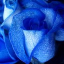 Sara Roberson - @Danzer1304 - Twitter