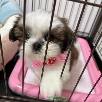 mzr0921's profile picture. 眠り姫👸🏰初マタ🤰🏻予定日1/30🎂/🦭ミゾレちゃん推し🍧愛犬ももシーズー🍑毎日幸せをありがとう🐶💭ももだいすきだよ🐶💕好きなこと呟きます♡