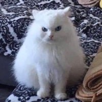 Алекс (@dopezomfg) 's Twitter Profile