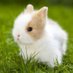Small Bunny (@SmallBunny28) Twitter profile photo