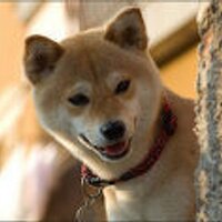 つばす (@hane98) 's Twitter Profile