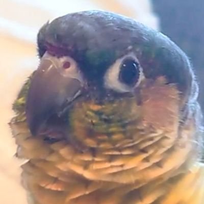 ウロコインコのかぼす(2022.5)と暮らしています┃無言フォロー失礼します┃飼い主の日常をつぶやくこともあります┃
鳥飼いさんもそうでないひともお気軽に仲良くしてもらえると嬉しいです🐦!よろしくお願いします!!