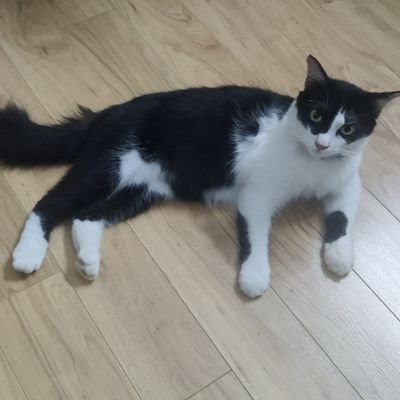 erucchii's profile picture. 🇲🇾 Muslim | Bibliophile | Book reviewer | Baker | 6T | Arashi | SZ | HSJ | TJ | Mamamoo | Anime & Manga 🥰 | IG: erucchii