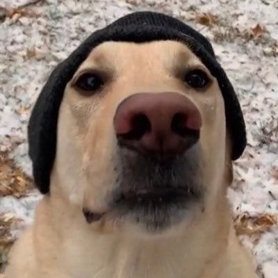 thedogdoinn Profile Picture