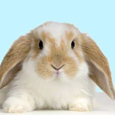 Bunnofthebean's profile picture. 