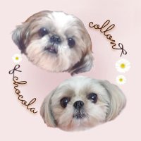 コロン🍓ショコ (@collonchocoluv) 's Twitter Profile