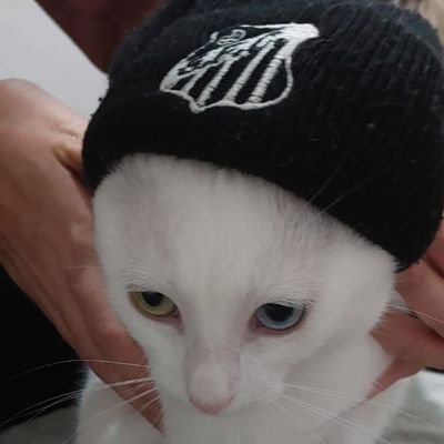 Madrugandhi_'s profile picture. meme, política, futebol e reclamações.

Meu Letterboxd https://t.co/z5DoNwPegz