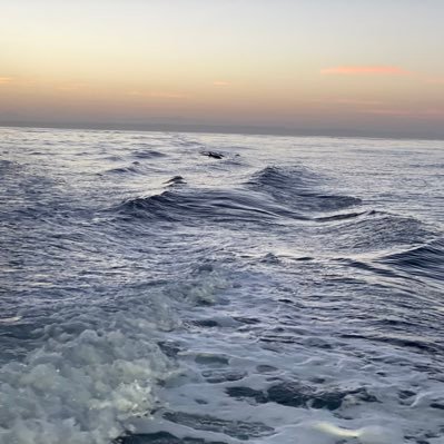 DS_BFT_SD's profile picture. Always Hungry