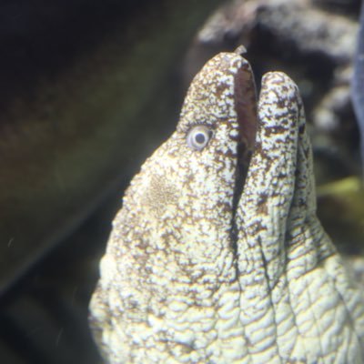 法3/食べるのも愛。ウツボは海の天使です(※諸説あり)アミキカイウツボのあずきちゃんと、大学生活のあれこれについて書き連ねる。公務員目指して頑張り中。