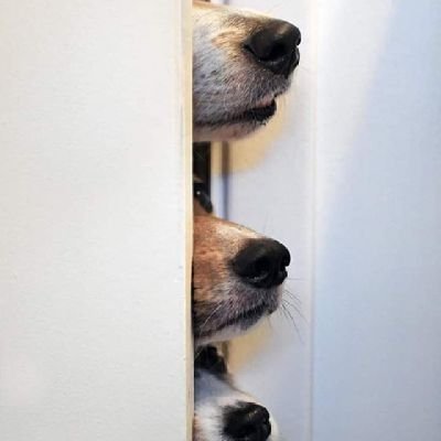 Quiero ser lo suficientemente exitoso para darle a mis perros el patio y la vida que se merecen.

Todos los perros van al cielo.

ADOPTA,NO COMPRES.
🐶❣️🐕