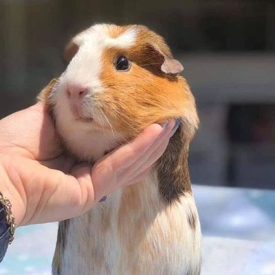 A big fan of #guineapig