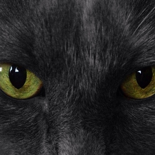 stil29's profile picture. I’m an apple fangirl and video gamer! Regular user Apple Watch and I think it’s fantastic. I like reading, tech, and movies. Empty nester #DisabledandProChoice