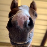 court ~the f*ckin lizard king~ (@oopsanotherpony) 's Twitter Profile