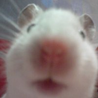 밍 (@chdy_wuwi) 's Twitter Profile Photo