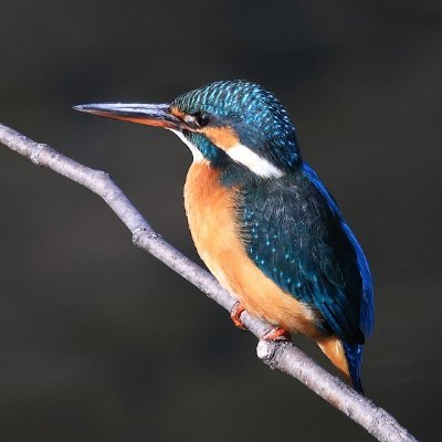 やたのからすの新アカウント（旧アカ@NaraYukimaru）
野鳥を中心に風景、花、鉄道、ポートレート撮影など。

NikonZ8、CanonR6、CanonR7