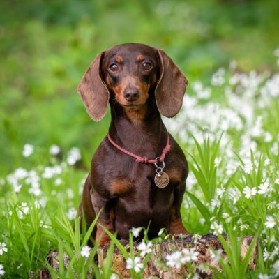 The Official Twitter Account For The #Dachshund Lovers Club