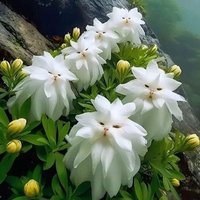 hizir meryem evli çocuklu deneyim yok (@reish0790_reis) 's Twitter Profile