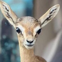 عيــــــ المها ــــــون 🦌 (@7nnnsh) 's Twitter Profile