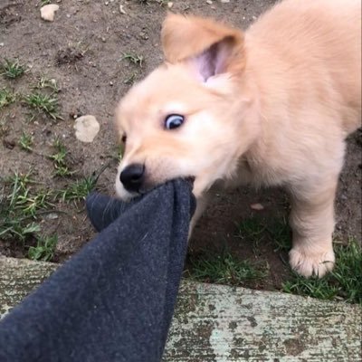 PearWhat68456's profile picture. 