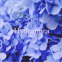 Hydrangea (@hydrangea__band) 's Twitter Profile