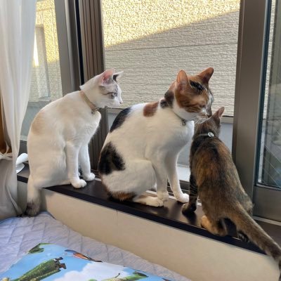 cat_TSUMUGI's profile picture. つむぎ▶︎生後50日、体重わずか250gで2021年10月16日から保護🏠2021年8月26日生誕🎂/こはな▶︎生後64日、780gの2022年11月9日保護🏠2022年9月6日生誕🎂/わさび▶︎生後約2ヶ月、814gで2023年9月16日に保護、2023年7月10日生誕🎂飼い主▶︎チェリたん