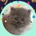 ねこCHANNEL🇯🇵 (@nekonewschannel) Twitter profile photo ねこCHANNEL🇯🇵 (@nekonewschannel) Twitter profile photo