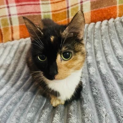 montycat16 Profile Picture