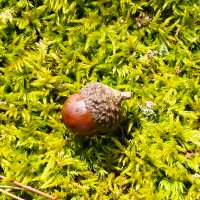 Kuri Egg (@kuriegg) Twitter profile photo