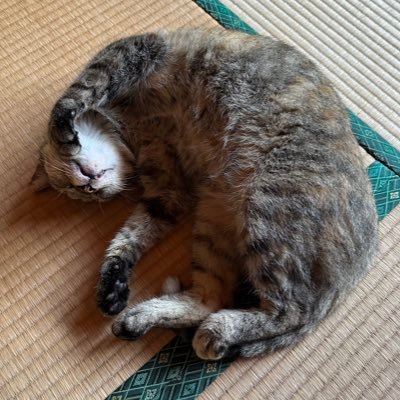 みそしるのだし🎩kaiさんのプロフィール画像