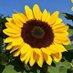 @jacques03.bsky.social🌻🌳🐬🐝🦌🇫🇷🇲🇬🇪🇺🇺🇦 (@jacqueschanudet) Twitter profile photo @jacques03.bsky.social🌻🌳🐬🐝🦌🇫🇷🇲🇬🇪🇺🇺🇦 (@jacqueschanudet) Twitter profile photo