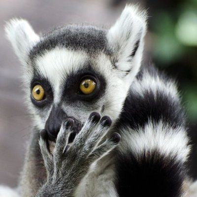 Lemur Republicano