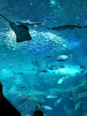 Ahya2951081709's profile picture. 22年MステスーパーLIVE『オレンジkiss』『ブラザービート』披露したスノを観てとっても雰囲気良く思いスノファンに/デビュー5周年の日に正式加入💪🏻他LIVE参戦事バンド系やナイナイのこと漫画の事等時々ぽつり☕