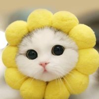 อาจุมม่า☀️🌻 (@anuddaj) 's Twitter Profile
