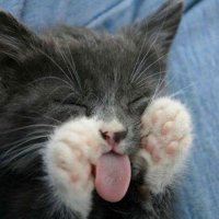 Carmeta Gata Parda (@trastormina) 's Twitter Profile Photo Carmeta Gata Parda (@trastormina) 's Twitter Profile Photo
