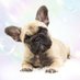 Frenchie Squad (@frenchie77943) Twitter profile photo Frenchie Squad (@frenchie77943) Twitter profile photo