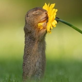 goshohaa's profile picture. 記録