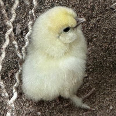 MU_munin's profile picture. หลบหลีกๆๆ