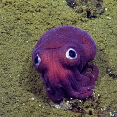 CuPeludoKJKKKK's profile picture. ih, arraso viado,
TACOS TACOS MEXICAN 🌮
Autismo/TDAH 🥵
Howard x Raj Canon
Satanista so rock so rock