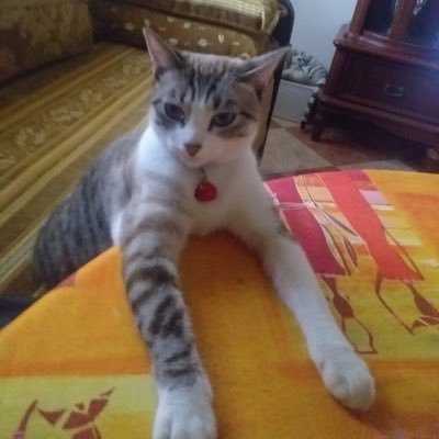 RhalMouhcine's profile picture. Not serious.