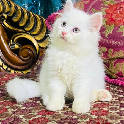 RafsanVai17301's profile picture. In-Shaa-Allah 100% sure Follow Back দিবো 

And Say Always Alhamdulillah ❤️🥰