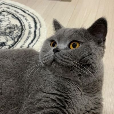 my lee ✿さんのプロフィール画像