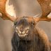 x - Moose (@rdeadly15) Twitter profile photo x - Moose (@rdeadly15) Twitter profile photo
