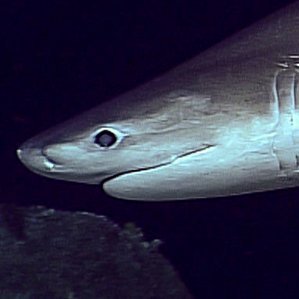 chondriposting's profile picture. Sharks, rays, and holocephalians galore, extant and extinct 🦈 Photos, threads, trivia, and maybe more
Not taking submissions
Run by @justin_an74