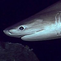 Chondrichthyes Posting π¦ (@chondriposting) 's Twitter Profile