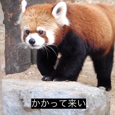 kocaudlbaiee's profile picture. 